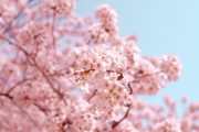 春到来！バンクーバーのお花見・桜のイベント情報